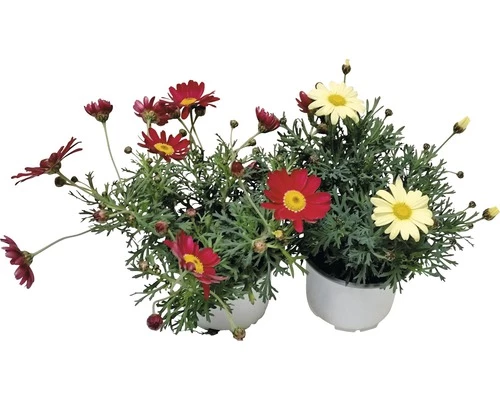 Strauchmargerita FloraSelf Chrysanthemum Frutescens Ø 10 Cm Topf Zufällige Sortenauswahl 3 Strauchmargerita FloraSelf Chrysanthemum Frutescens Ø 10 Cm Topf Zufällige Sortenauswahl
