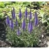 Ehrenpreis FloraSelf Veronica Spicata Co 3 L 2 Ehrenpreis FloraSelf Veronica Spicata Co 3 L -Florasellf Geschaft DV 8 7938871 01 4c DE 20180305181937