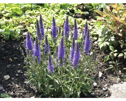 Ehrenpreis FloraSelf Veronica Spicata Co 3 L 3 Ehrenpreis FloraSelf Veronica Spicata Co 3 L