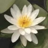 Seerose FloraSelf Nymphaea Marliacea 'Alba' Ø 18 Cm Topf -Florasellf Geschaft DV 8 7967566 02 4c DE 20150828104917