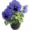 Stiefmütterchen FloraSelf Viola Wittrockiana Ø 12 Cm Topf Sortiert -Florasellf Geschaft DV 8 7974381 01 4c DE 20190323211651