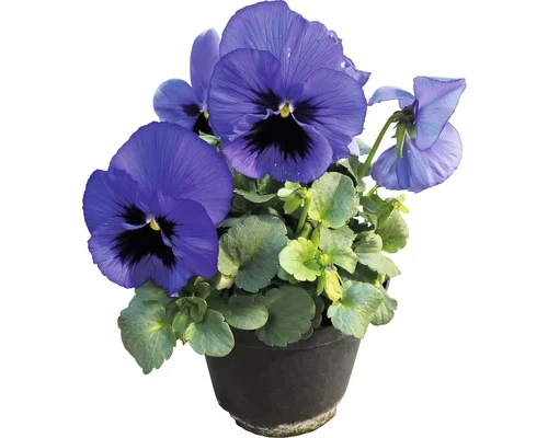 Stiefmütterchen FloraSelf Viola Wittrockiana Ø 12 Cm Topf Sortiert 3 Stiefmütterchen FloraSelf Viola Wittrockiana Ø 12 Cm Topf Sortiert