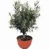 Olivenbaum FloraSelf Olea Europaea H 20-40 Cm Ø 25 Cm Topf 1 Olivenbaum FloraSelf Olea Europaea H 20-40 Cm Ø 25 Cm Topf -Florasellf Geschaft DV 8 8048359 01 4c DE 20171220051039