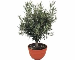 Olivenbaum FloraSelf Olea Europaea H 20-40 Cm Ø 25 Cm Topf