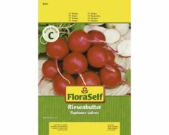 Radieschen 'Riesenbutter' FloraSelf Samenfestes Saatgut Gemüsesamen