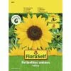 Sonnenblume 'Holiday' FloraSelf Samenfestes Saatgut Blumensamen -Florasellf Geschaft DV 8 8074211 02 4c AT 20190411093338