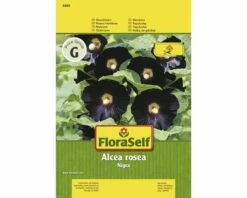 Stockrose 'Nigra' FloraSelf Samenfestes Saatgut Blumensamen
