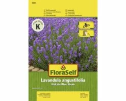 Lavendel 'Hidcote Blue Strain' FloraSelf Samenfestes Saatgut Blumensamen