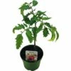BIO Tomate 'San Marzano' FloraSelf Ø 9 Cm Topf
