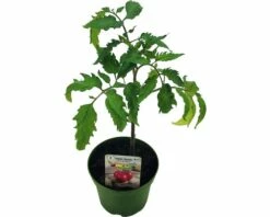 BIO Tomate 'San Marzano' FloraSelf Ø 9 Cm Topf