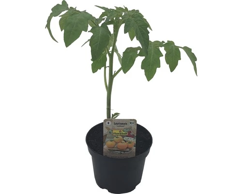 BIO Salattomate 'Goldkopf' FloraSelf Ø 9 Cm Topf 3 BIO Salattomate 'Goldkopf' FloraSelf Ø 9 Cm Topf