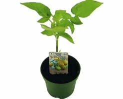 Cocktailtomate FloraSelf Bio Lycopersicum Esculentum Var. Esculentum 'Yellow Submarine' Ø 9 Cm Topf Gelb