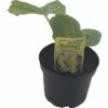 BIO Zucchini Gelb FloraSelf Bio Cucurbita Pepo 'Ferati' Ø 10,5 Cm Topf 2 BIO Zucchini Gelb FloraSelf Bio Cucurbita Pepo 'Ferati' Ø 10,5 Cm Topf -Florasellf Geschaft DV 8 8084209 01 4c DE 20190628051651