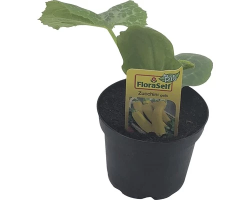BIO Zucchini Gelb FloraSelf Bio Cucurbita Pepo 'Ferati' Ø 10,5 Cm Topf 3 BIO Zucchini Gelb FloraSelf Bio Cucurbita Pepo 'Ferati' Ø 10,5 Cm Topf