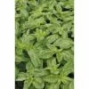 Basilikum FloraSelf Ocimum Basilicum 'Gekom' Ø 12 Cm Topf