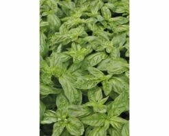 Basilikum FloraSelf Ocimum Basilicum 'Gekom' Ø 12 Cm Topf