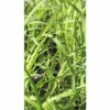 Bio Zitronengras FloraSelf Bio Cymbopogon Citratus Ø 12 Cm Topf 1 Bio Zitronengras FloraSelf Bio Cymbopogon Citratus Ø 12 Cm Topf -Florasellf Geschaft DV 8 8106257 01 4c DE 20210416120839