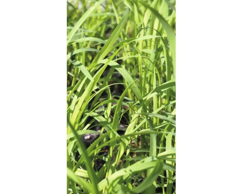 Bio Zitronengras FloraSelf Bio Cymbopogon Citratus Ø 12 Cm Topf 3 Bio Zitronengras FloraSelf Bio Cymbopogon Citratus Ø 12 Cm Topf