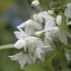 Zierliche Deutzie FloraSelf Deutzia Gracilis H 40-50 Cm Co 4 L 1 Zierliche Deutzie FloraSelf Deutzia Gracilis H 40-50 Cm Co 4 L -Florasellf Geschaft DV 8 8109641 01 4c DE 20150519122212