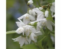 Zierliche Deutzie FloraSelf Deutzia Gracilis H 40-50 Cm Co 4 L