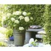 Ballhortensie Endless Summer FloraSelf Hydrangea Macrophylla 'The Bride' H 50-60 Cm Co 5 L 2 Ballhortensie Endless Summer FloraSelf Hydrangea Macrophylla 'The Bride' H 50-60 Cm Co 5 L -Florasellf Geschaft DV 8 8109652 01 4c DE 20150519125935