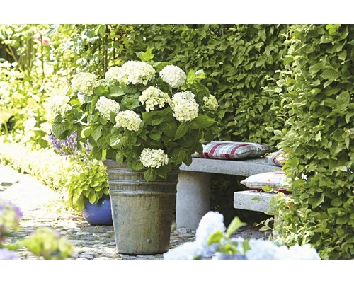 Ballhortensie Endless Summer FloraSelf Hydrangea Macrophylla 'The Bride' H 50-60 Cm Co 5 L 3 Ballhortensie Endless Summer FloraSelf Hydrangea Macrophylla 'The Bride' H 50-60 Cm Co 5 L