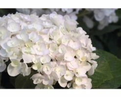 Ballhortensie Endless Summer FloraSelf Hydrangea Macrophylla 'The Bride' H 50-60 Cm Co 5 L 10 Ballhortensie Endless Summer FloraSelf Hydrangea Macrophylla 'The Bride' H 50-60 Cm Co 5 L -Florasellf Geschaft DV 8 8109652 03 4c NL 20200507051659