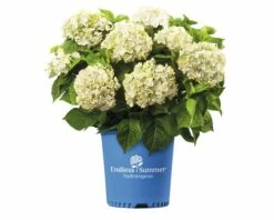 Ballhortensie Endless Summer FloraSelf Hydrangea Macrophylla 'The Bride' H 50-60 Cm Co 5 L 9 Ballhortensie Endless Summer FloraSelf Hydrangea Macrophylla 'The Bride' H 50-60 Cm Co 5 L -Florasellf Geschaft DV 8 8109652 04 4c NL 20200507051659