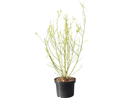 Ranunkelstrauch FloraSelf Kerria Japonica "Golden Guinea" H 60-80 Cm Co 4,5 L 4 Ranunkelstrauch FloraSelf Kerria Japonica "Golden Guinea" H 60-80 Cm Co 4,5 L – Bild 2