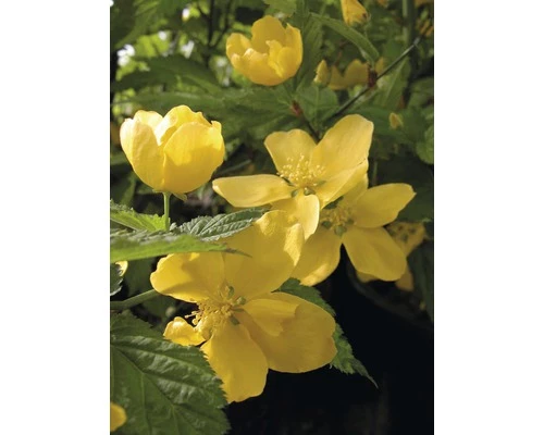 Ranunkelstrauch FloraSelf Kerria Japonica "Golden Guinea" H 60-80 Cm Co 4,5 L 3 Ranunkelstrauch FloraSelf Kerria Japonica "Golden Guinea" H 60-80 Cm Co 4,5 L