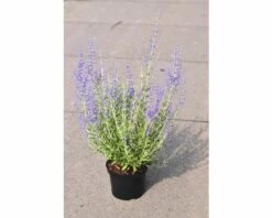 Silberbusch, Blauraute FloraSelf Perovskia Atriplicifolia 'Little Spire' H 30-40 Cm Co 4 L -Florasellf Geschaft DV 8 8109670 02 4c DE 20150519143101