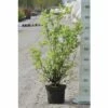 Gartenjasmin, Pfeifenstrauch FloraSelf Philadelphus 'Minnesota Snowflake' H 60-80 Cm Co 4 L -Florasellf Geschaft DV 8 8109671 01 4c DE 20150519125418