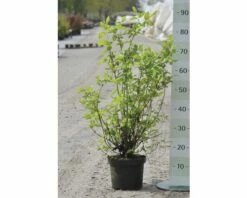 Gartenjasmin, Pfeifenstrauch FloraSelf Philadelphus 'Minnesota Snowflake' H 60-80 Cm Co 4 L