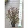 Rotblättrige Fasanenspiere, Blasenspiere FloraSelf Physocarpus Opulifolius 'Diabolo'® H 60-80 Cm Co 4 L 2 Rotblättrige Fasanenspiere, Blasenspiere FloraSelf Physocarpus Opulifolius 'Diabolo'® H 60-80 Cm Co 4 L -Florasellf Geschaft DV 8 8109675 05 4c DE 20150519134445