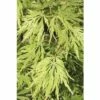 Grüner Schlitzahorn FloraSelf Acer Palmatum 'Dissectum Viridis' H 100-125 Cm Co 15 L -Florasellf Geschaft DV 8 8109694 01 4c DE 20191019211656