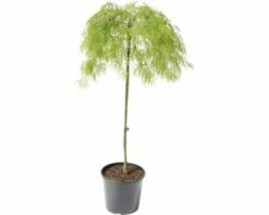Grüner Schlitzahorn FloraSelf Acer Palmatum 'Dissectum Viridis' H 100-125 Cm Co 15 L -Florasellf Geschaft DV 8 8109694 02 4c DE 20191023051651