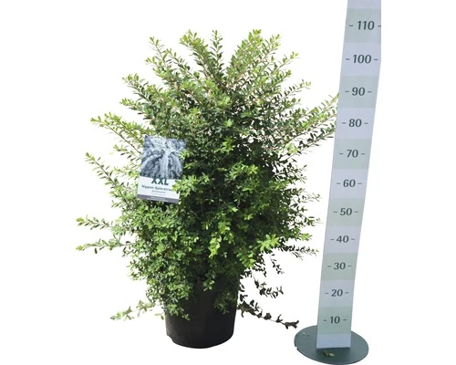 Spierstrauch FloraSelf Spiraea Nipponica 'Snowmound' H 100-125 Cm Co 15 L 4 Spierstrauch FloraSelf Spiraea Nipponica 'Snowmound' H 100-125 Cm Co 15 L – Bild 2