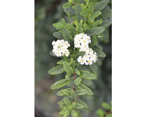 Spierstrauch FloraSelf Spiraea Nipponica 'Snowmound' H 100-125 Cm Co 15 L 3 Spierstrauch FloraSelf Spiraea Nipponica 'Snowmound' H 100-125 Cm Co 15 L