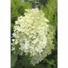 Rispenhortensie FloraSelf Hydrangea Paniculata 'Phantom' H 100-125 Cm Co 15 L 2 Rispenhortensie FloraSelf Hydrangea Paniculata 'Phantom' H 100-125 Cm Co 15 L -Florasellf Geschaft DV 8 8109740 01 4c DE 20171213114755