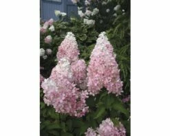 Rispenhortensie FloraSelf Hydrangea Paniculata 'Pinky Winky' H 80-100 Cm Co 15 L 7 Rispenhortensie FloraSelf Hydrangea Paniculata 'Pinky Winky' H 80-100 Cm Co 15 L -Florasellf Geschaft DV 8 8109742 01 4c DE 20200313084756