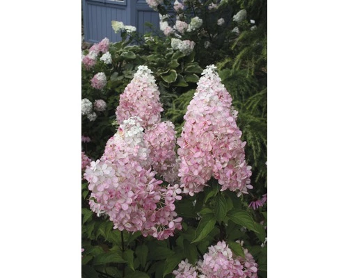 Rispenhortensie FloraSelf Hydrangea Paniculata 'Pinky Winky' H 80-100 Cm Co 15 L 5 Rispenhortensie FloraSelf Hydrangea Paniculata 'Pinky Winky' H 80-100 Cm Co 15 L – Bild 3