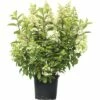 Rispenhortensie FloraSelf Hydrangea Paniculata 'Pinky Winky' H 80-100 Cm Co 15 L