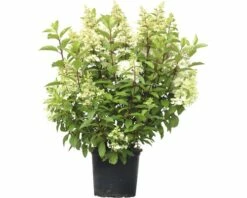 Rispenhortensie FloraSelf Hydrangea Paniculata 'Pinky Winky' H 80-100 Cm Co 15 L