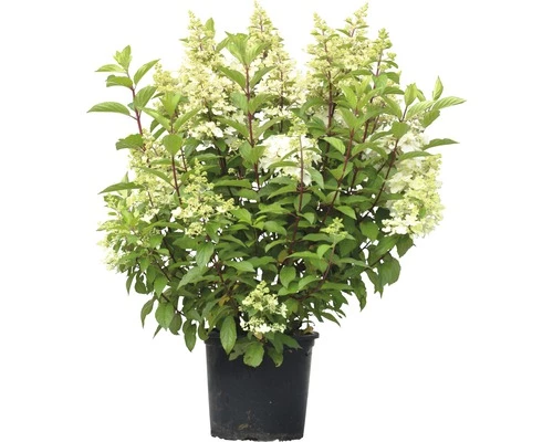 Rispenhortensie FloraSelf Hydrangea Paniculata 'Pinky Winky' H 80-100 Cm Co 15 L 3 Rispenhortensie FloraSelf Hydrangea Paniculata 'Pinky Winky' H 80-100 Cm Co 15 L