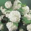 Gefüllter Schneeball, Echter Schneeball FloraSelf Viburnum Opulus 'Roseum' H 100-125 Cm Co 15 L -Florasellf Geschaft DV 8 8109750 01 4c DE 20150519160002