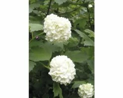 Gefüllter Schneeball, Echter Schneeball FloraSelf Viburnum Opulus 'Roseum' H 100-125 Cm Co 15 L -Florasellf Geschaft DV 8 8109750 03 4c DE 20150519160105