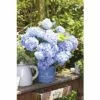 Ballhortensie Endless Summer FloraSelf Hydrangea Macrophylla H 50-60 Cm Co 5 L Blau -Florasellf Geschaft DV 8 8109775 01 4c DE 20150519172446