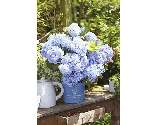 Ballhortensie Endless Summer FloraSelf Hydrangea Macrophylla H 50-60 Cm Co 5 L Blau 3 Ballhortensie Endless Summer FloraSelf Hydrangea Macrophylla H 50-60 Cm Co 5 L Blau