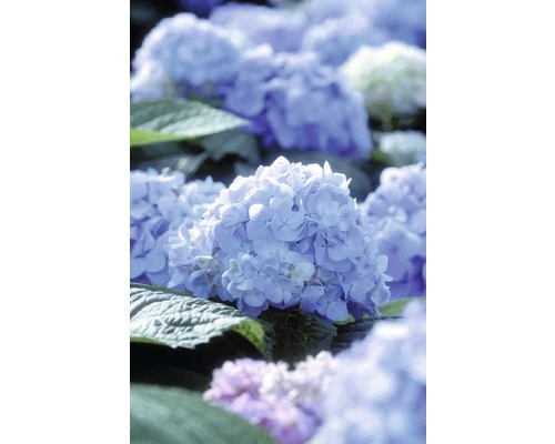 Ballhortensie Endless Summer FloraSelf Hydrangea Macrophylla H 50-60 Cm Co 5 L Blau 4 Ballhortensie Endless Summer FloraSelf Hydrangea Macrophylla H 50-60 Cm Co 5 L Blau – Bild 2