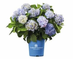 Ballhortensie Endless Summer FloraSelf Hydrangea Macrophylla H 50-60 Cm Co 5 L Blau 9 Ballhortensie Endless Summer FloraSelf Hydrangea Macrophylla H 50-60 Cm Co 5 L Blau -Florasellf Geschaft DV 8 8109775 03 4c NL 20200507051659